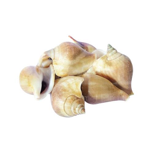 Siput Gong Gong S/L 东风螺 2kg