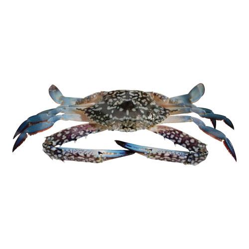 Swimming/ Flower Crab 花蟹 200-300g, 300g up