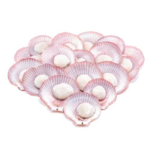 Half Shell Scallop Pink 粉色半壳带子 500g