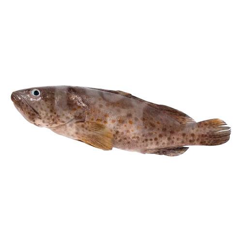 Baby Grouper Cleaned 小油斑