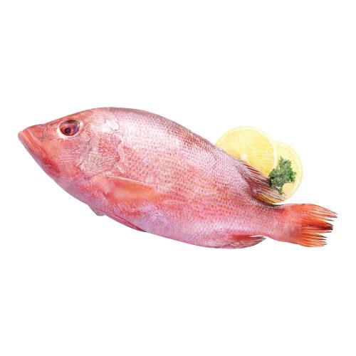 Red Snapper 红鸡鱼