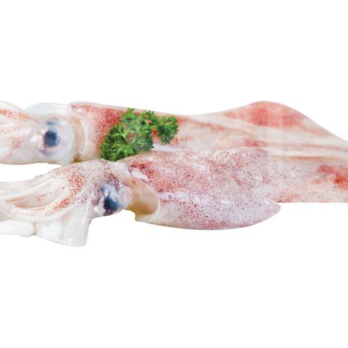 Squid Whole 厚身苏东